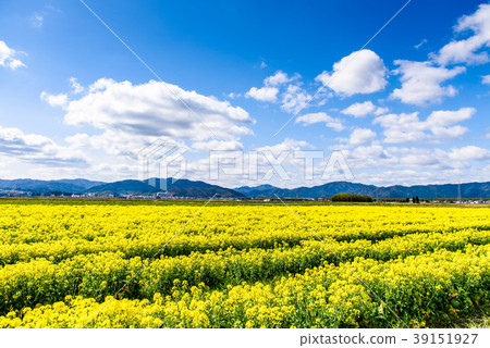 Rape field Aozora 39151927
