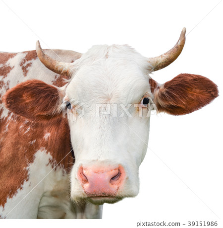 Funny cow looking at the camera isolated on white Funny cow looking at the camera isolated on white 39151986