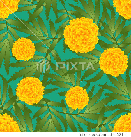 Marigold Flower - Tagetes on Green Background 39152131