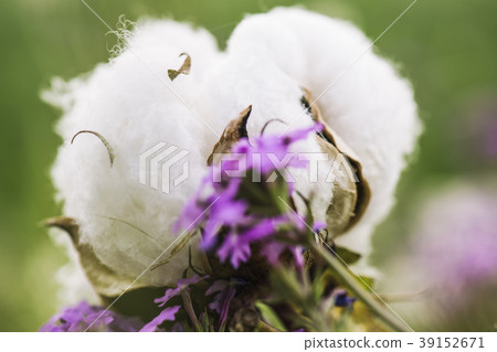 Cotton field in the countryside. Cotton field in the countryside. 39152671