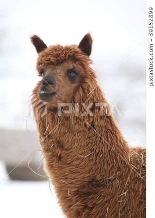 Adorable llama in winter Adorable llama in winter 39152899
