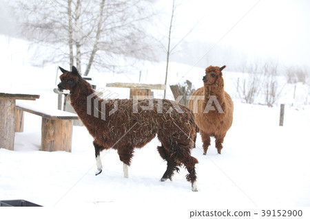 Adorable llama in winter Adorable llama in winter 39152900