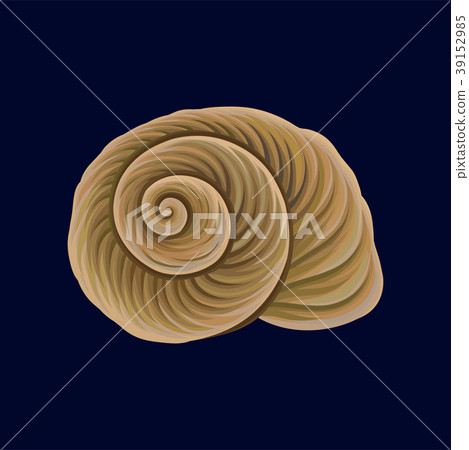 Spiral snail house or shell, empty shell of a sea Spiral snail house or shell, empty shell of a sea 39152985