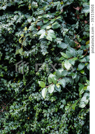 背景材料:葉子 背景材料:葉子 39153608