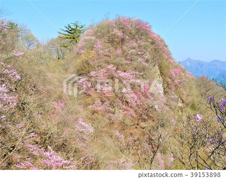 山面染成紅棕櫚 山面染成紅棕櫚 39153898