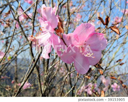 關閉花 39153905