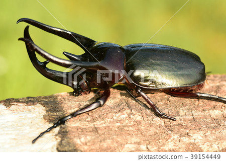 Caucasian Beetle Beetle Caucasian Beetle Beetle 39154449