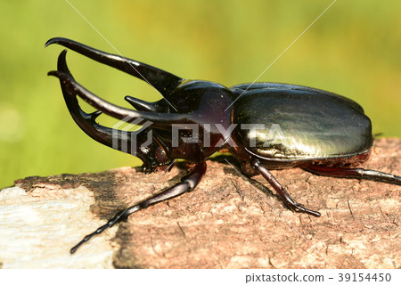 Caucasian Beetle Beetle Caucasian Beetle Beetle 39154450