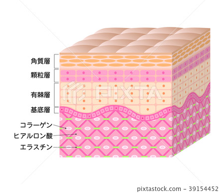 Skin cross section Skin cross section 39154452