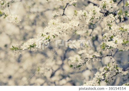 Plum spring flowers 39154554