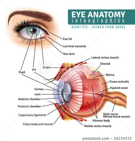 Realistic Eye Anatomy Infographics 39154555