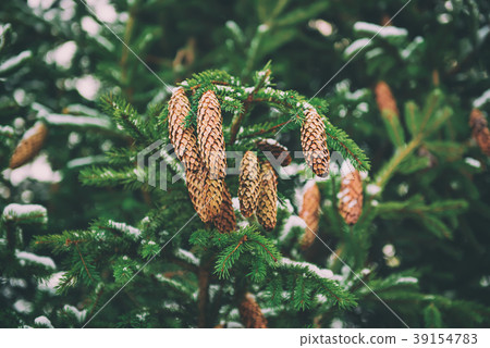 Fir tree branches Fir tree branches 39154783