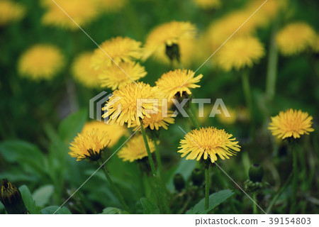 Dandelion flower meadow Dandelion flower meadow 39154803