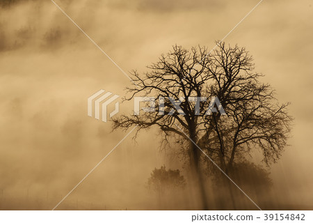 Single tree in the fog Single tree in the fog 39154842