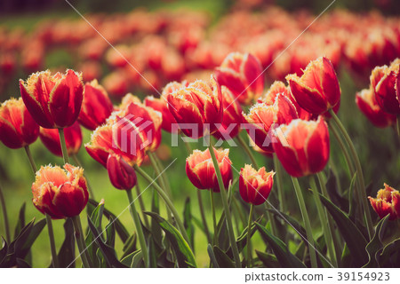 Orange tulip flowers Orange tulip flowers 39154923