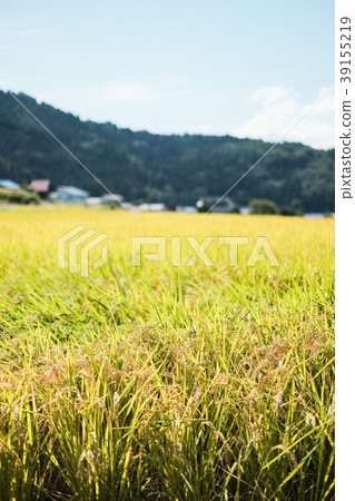 Autumn rice (September) 39155219