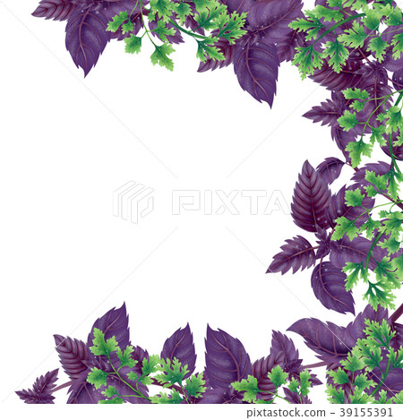 Illustration of Basil and parsley. Decor of liane. Illustration of Basil and parsley. Decor of liane. 39155391