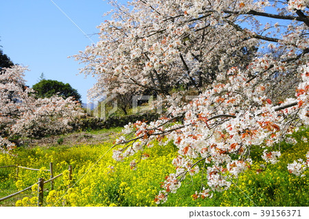 Umi cherry tree 39156371