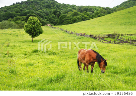 A brown-red horse grazes on a green field against 39156486