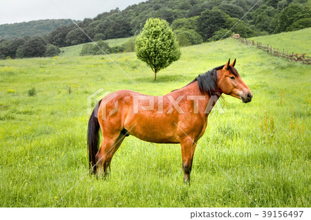 A brown horse stands on a green field against a 39156497