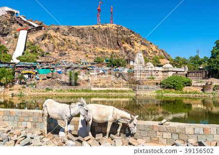 Cows at Teliya Talav lake - Pavagadh Hill in Cows at Teliya Talav lake - Pavagadh Hill in 39156502