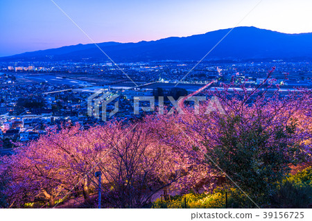 "Kanagawa Prefecture" Matsuoka-cho, the hill of the night cherry blossoms 39156725