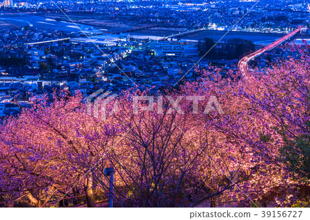 “神奈川縣”松岡町,夜櫻花山 “神奈川縣”松岡町,夜櫻花山 39156727