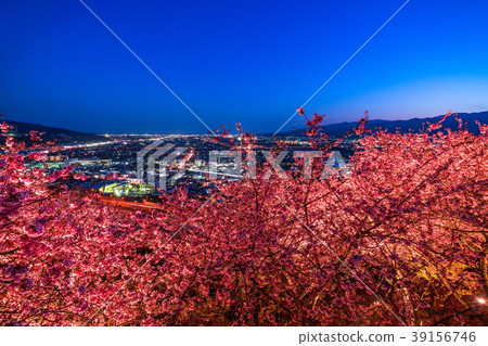 “神奈川縣”松岡町，夜櫻花山 39156746