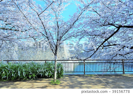 大阪城和櫻花 39156778