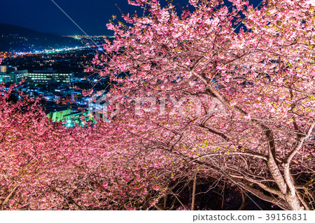 “神奈川縣”松岡町，夜櫻花山 39156831