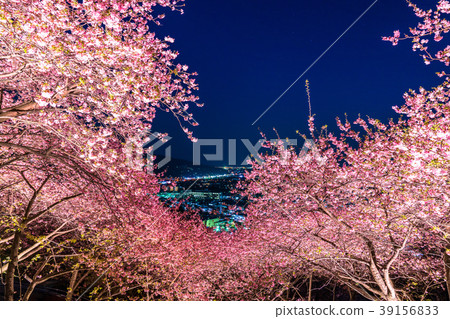 “神奈川縣”松岡町，夜櫻花山 39156833
