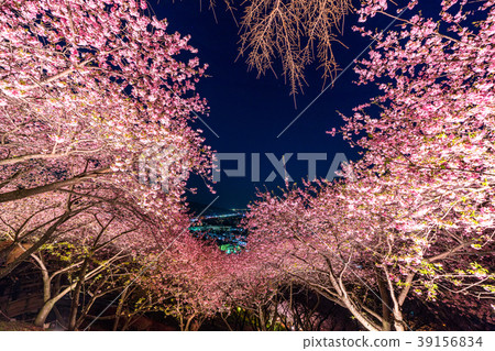 "Kanagawa Prefecture" Matsuoka-cho, the hill of the night cherry blossoms 39156834