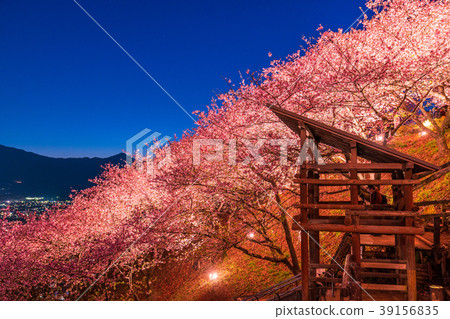 “神奈川縣”松岡町，夜櫻花山 39156835