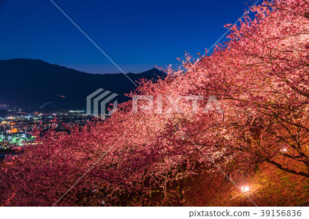 "Kanagawa Prefecture" Matsuoka-cho, the hill of the night cherry blossoms 39156836