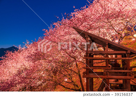 "Kanagawa Prefecture" Matsuoka-cho, the hill of the night cherry blossoms 39156837