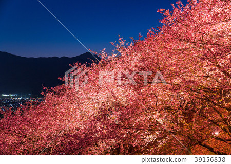 “神奈川縣”松岡町，夜櫻花山 39156838