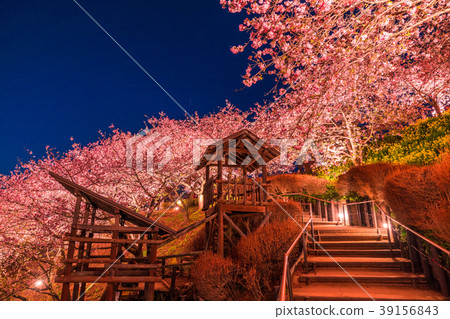 "Kanagawa Prefecture" Matsuoka-cho, the hill of the night cherry blossoms "Kanagawa Prefecture" Matsuoka-cho, the hill of the night cherry blossoms 39156843