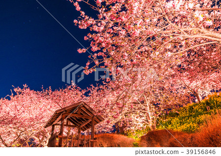 “神奈川縣”松岡町，夜櫻花山 39156846