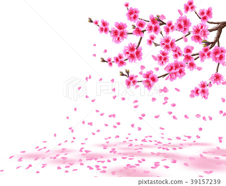 Sakura. A lush cherry branch with purple flowers Sakura. A lush cherry branch with purple flowers 39157239