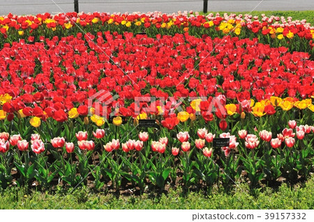 Cluster 2 of red tulips 39157332