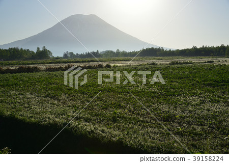 以湛藍的天空為背景拍攝四谷山(富士山三千)的春天風景 以湛藍的天空為背景拍攝四谷山(富士山三千)的春天風景 39158224