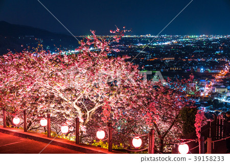 "Kanagawa Prefecture" Matsuoka-cho, the hill of the night cherry blossoms 39158233