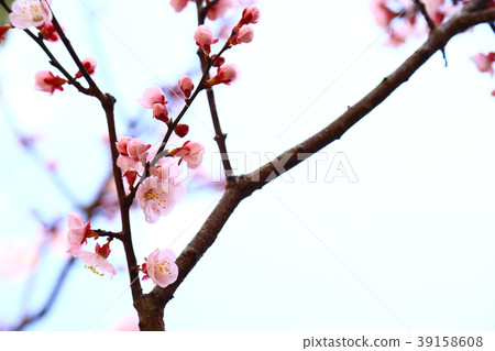 plum plum 39158608