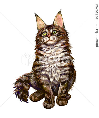 Maine Coon sitting 39159298