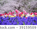 Cherry blossoms and tulips 1 39159509