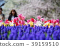Cherry blossoms and tulips 2 39159510