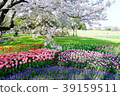 Cherry blossoms and tulips 3 39159511