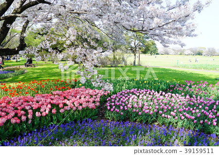 Cherry blossoms and tulips 3 Cherry blossoms and tulips 3 39159511
