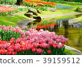 Tulip 39159512