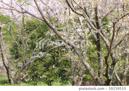櫻花散落的塞爾巴亞公園 櫻花散落的塞爾巴亞公園 39159533